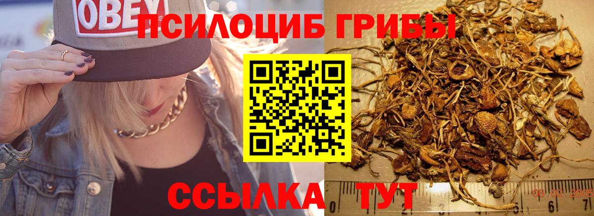 Дмитров  Галлюциногенные грибы Cubensis  Вход с VPN 